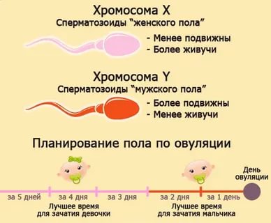 Как быстро происходит зачатие ребенка