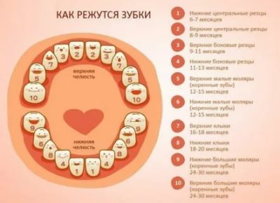 Какие зубы у детей появляются первыми