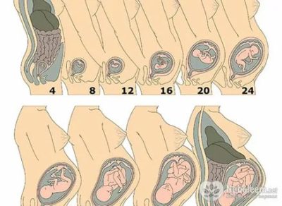 На каком сроке беременности матка поднимается