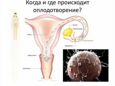 Как происходит оплодотворение яйцеклетки у женщин