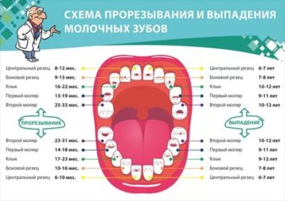 В каком возрасте у детей выпадают молочные зубы