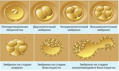 Как оплодотворяется яйцеклетка при эко