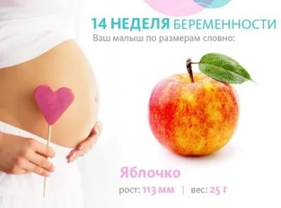 Какой размер плода на 14 неделе беременности
