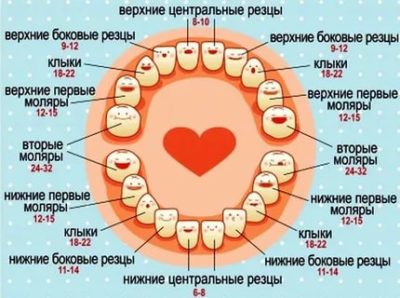 Какие зубы у детей появляются первыми