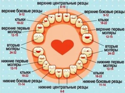 Какие зубы у детей прорезываются первыми