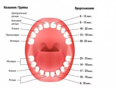 В каком возрасте вылезают все молочные зубы